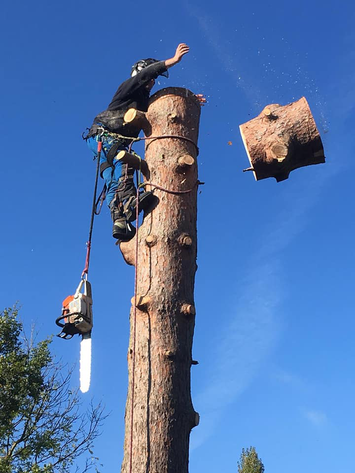 tree cutting