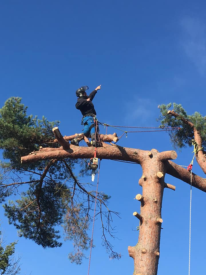 tree cutting