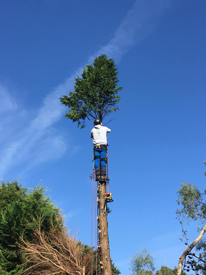 tree cutting